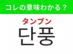 【韓国生活編】覚えておきたいあの言葉！「단풍（タンプン）」の意味は？