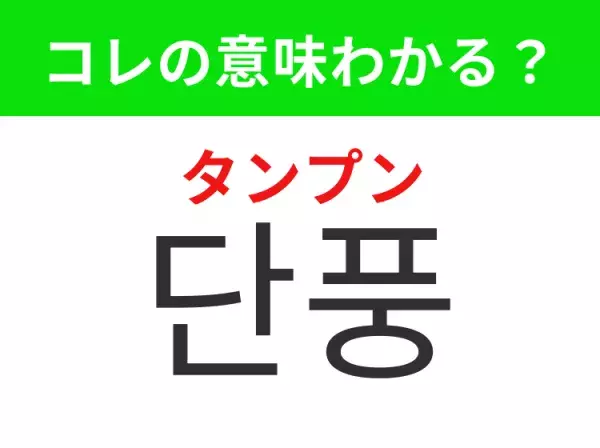 【韓国生活編】覚えておきたいあの言葉！「단풍（タンプン）」の意味は？