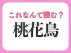 【桃花鳥】はなんて読む？ひらがな2文字の鳥です！