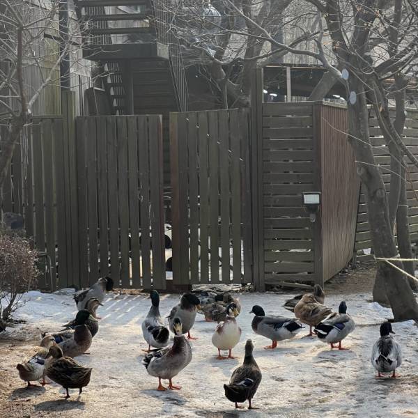 人気『冬のソナタ』の名所！「韓国・南怡島（ナミソム）」に行ってきた！【ソウル在住・編集エミの韓国レポ】