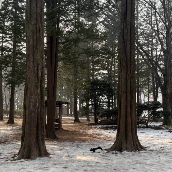 人気『冬のソナタ』の名所！「韓国・南怡島（ナミソム）」に行ってきた！【ソウル在住・編集エミの韓国レポ】