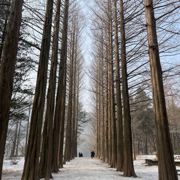 人気『冬のソナタ』の名所！「韓国・南怡島（ナミソム）」に行ってきた！【ソウル在住・編集エミの韓国レポ】