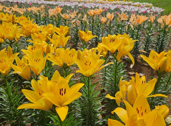 GWにおすすめ！沖縄・伊江島へ…日本一早いゆり祭りに注目です【九州ママ通信Vol.13】