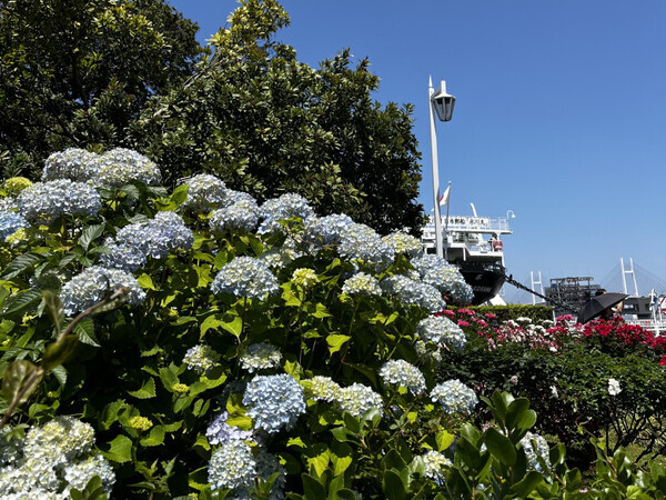 「春のお出かけに行ってみて♪」今年も開催【ガーデンネックレス横浜2025】の必見スポットをご紹介します