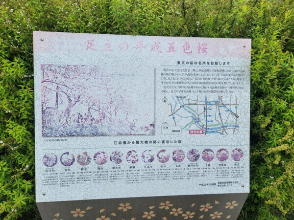 「雨の日の親子ランで感じた家族の絆」あだち五色桜マラソン2025【3児のママ・ファンラン通信⑭】