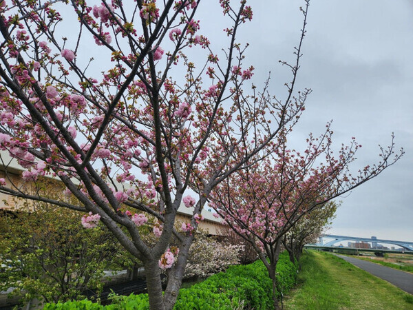 「雨の日の親子ランで感じた家族の絆」あだち五色桜マラソン2025【3児のママ・ファンラン通信⑭】