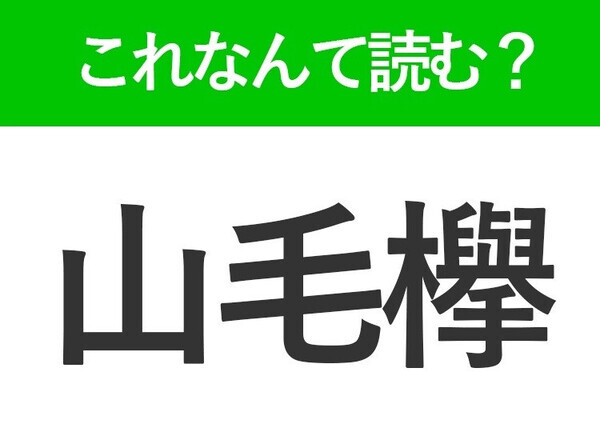 【山毛欅】はなんて読む？背が高い植物の名前