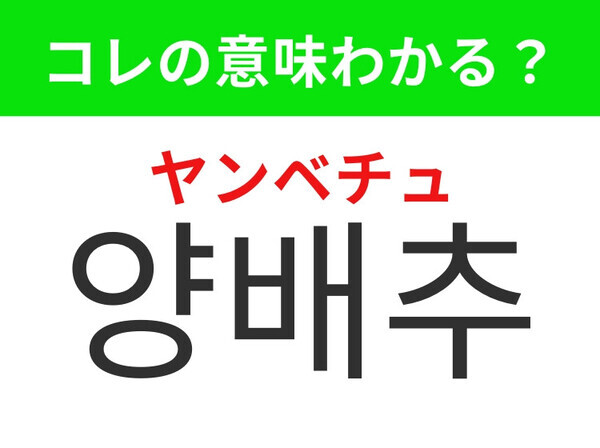 【韓国グルメ編】炒め物やスープで使われる緑野菜！「양배추（ヤンベチュ）」の意味は？