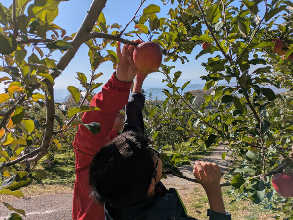 「おいしさがつまってます！」行楽の秋を長野・小諸市で楽しむ！【リンゴ狩り】と【ニジマス釣り】