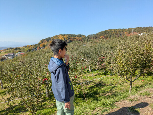 「おいしさがつまってます！」行楽の秋を長野・小諸市で楽しむ！【リンゴ狩り】と【ニジマス釣り】