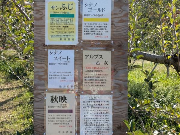 「おいしさがつまってます！」行楽の秋を長野・小諸市で楽しむ！【リンゴ狩り】と【ニジマス釣り】