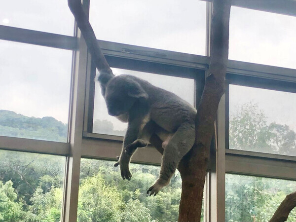 「コアラに会って、砂に包まれて♡」家族で楽しむ鹿児島・指宿の“日本初づくし”体験旅をご紹介！【九州ママ通信Vol.22】