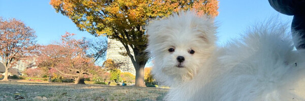 もふもふに埋もれた可愛い1歳ワンコ見つけた♪