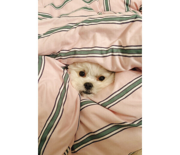 もふもふに埋もれた可愛い1歳ワンコ見つけた♪