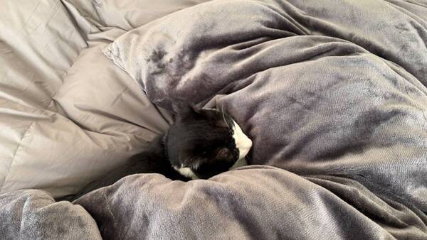 「猫と一緒に極上睡眠しています♡」【ブレインスリープ 】冬の掛け布団が最高すぎ！