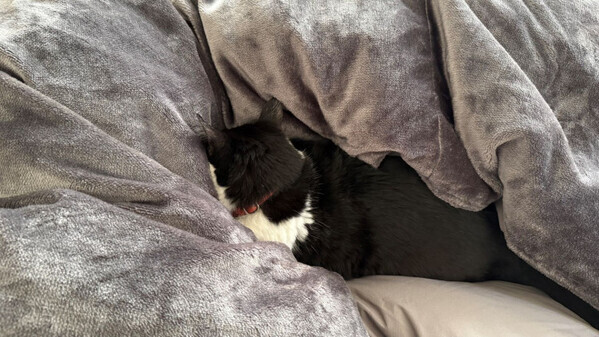 「猫と一緒に極上睡眠しています♡」【ブレインスリープ 】冬の掛け布団が最高すぎ！