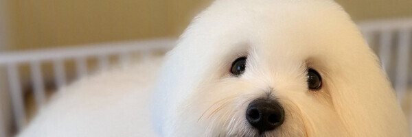 飾っておきたいくらいかわいい♪Xmas仕様のコトン・ド・テュレアール♡