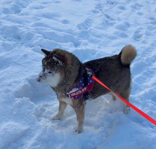 パウダースノーに大歓喜！大はしゃぎする柴犬見つけた♡