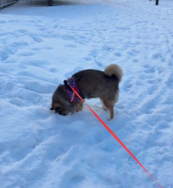 パウダースノーに大歓喜！大はしゃぎする柴犬見つけた♡