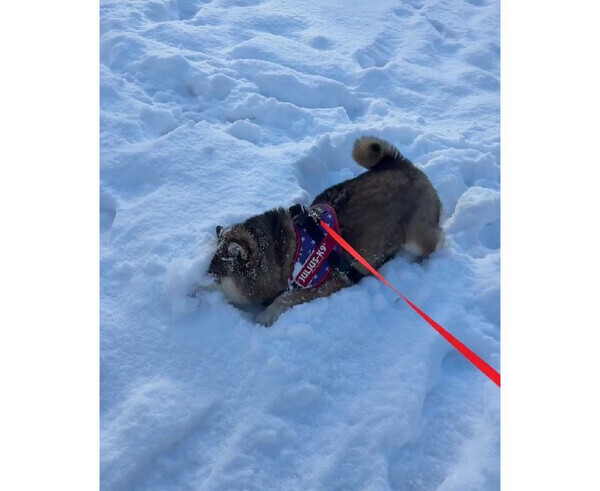 パウダースノーに大歓喜！大はしゃぎする柴犬見つけた♡