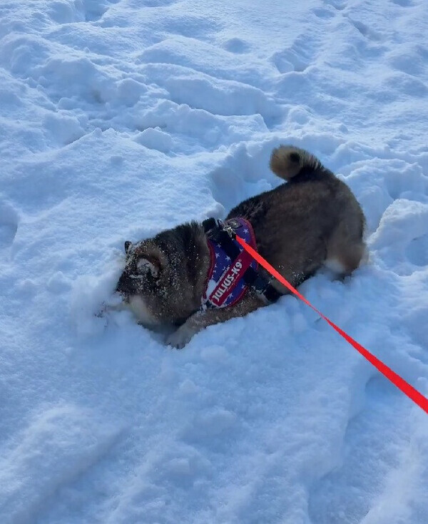パウダースノーに大歓喜！大はしゃぎする柴犬見つけた♡