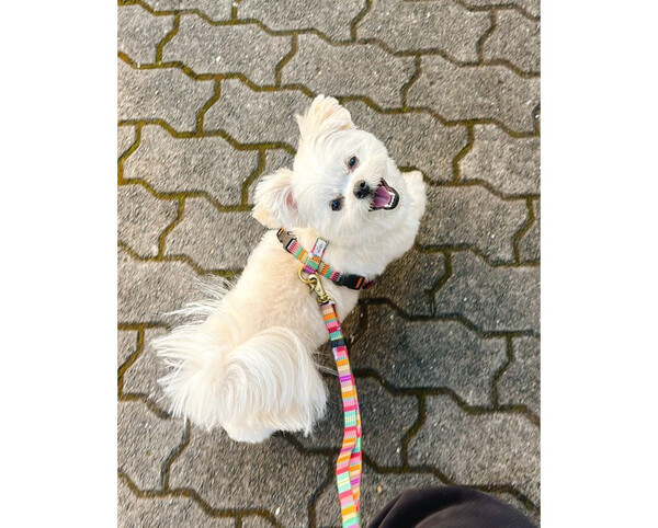 寒くてもお散歩がうれしい♪ニッコニコなワンコ見つけた！