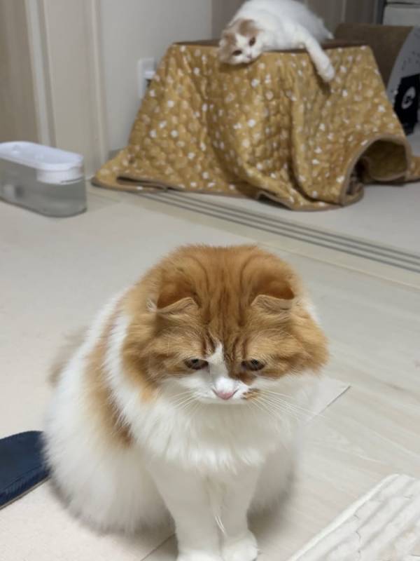 トホホ顔にきゅんきゅん♡かわいすぎる兄弟猫ちゃんの日常が大人気！