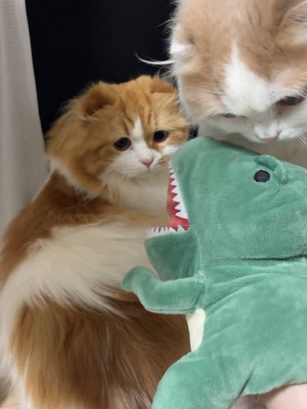 トホホ顔にきゅんきゅん♡かわいすぎる兄弟猫ちゃんの日常が大人気！