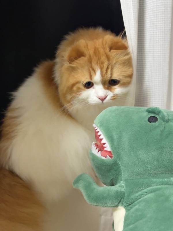 トホホ顔にきゅんきゅん♡かわいすぎる兄弟猫ちゃんの日常が大人気！