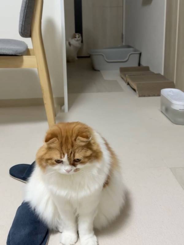 トホホ顔にきゅんきゅん♡かわいすぎる兄弟猫ちゃんの日常が大人気！