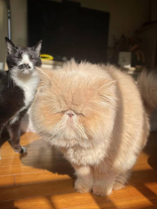 「まぶち～～～」モフモフなひなたぼっこ姿が大反響！