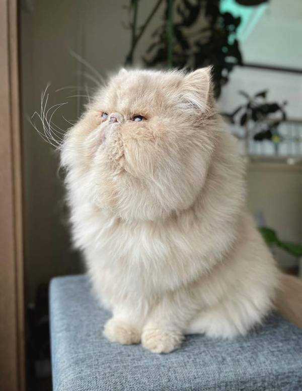 「まぶち～～～」モフモフなひなたぼっこ姿が大反響！