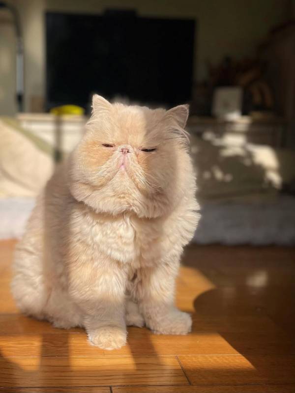 「まぶち～～～」モフモフなひなたぼっこ姿が大反響！