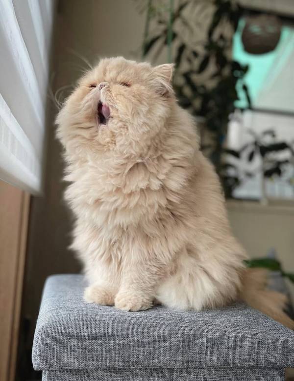 「まぶち～～～」モフモフなひなたぼっこ姿が大反響！