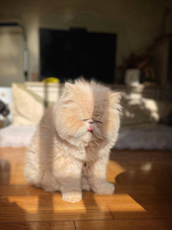 「まぶち～～～」モフモフなひなたぼっこ姿が大反響！