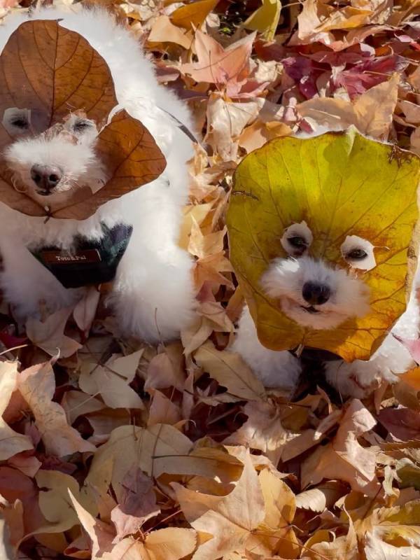 「参上！我ら紅葉仮面！」自然のお面がかわいすぎるワンコたち♡