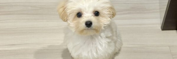 「僕何かしましたか？」おとぼけ上手なあざと犬発見！