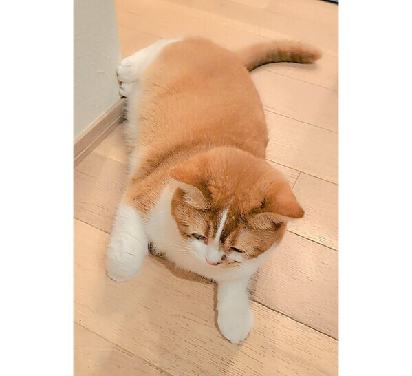 あんよまで愛しい♪ふわふわな毛がかわいすぎるにゃんこ