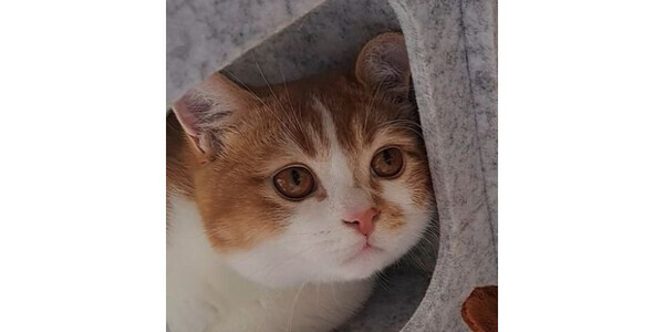 あんよまで愛しい♪ふわふわな毛がかわいすぎるにゃんこ