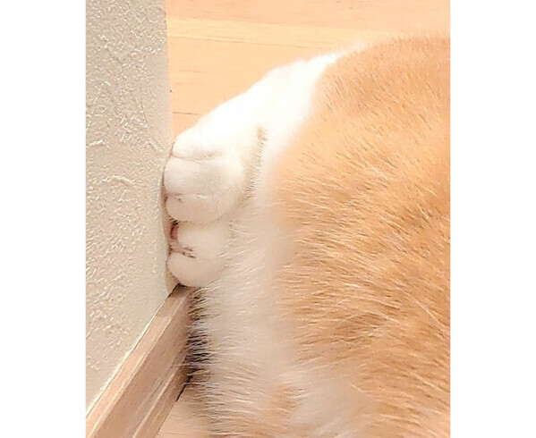 あんよまで愛しい♪ふわふわな毛がかわいすぎるにゃんこ