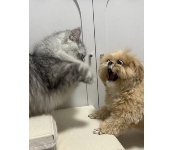 「ペシペシペシッ！」届いていない猫パンチにビビるワンコ