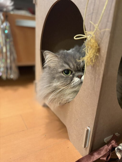 眼光鋭いにゃんこの視線がとらえているのは！？