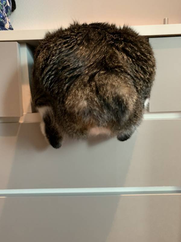 お尻のはみ出し具合がかわいすぎ！入りたいにゃんこの挑戦、その結果は！？