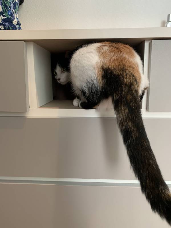 お尻のはみ出し具合がかわいすぎ！入りたいにゃんこの挑戦、その結果は！？