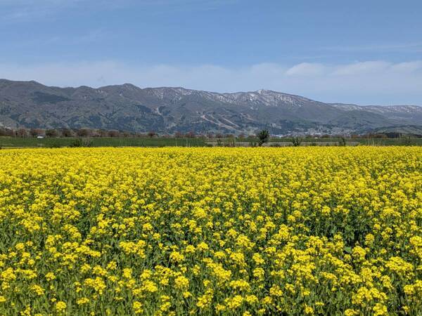 長野県飯山市の【いいやま菜の花まつり】GWに菜の花で癒されるひと時を♡