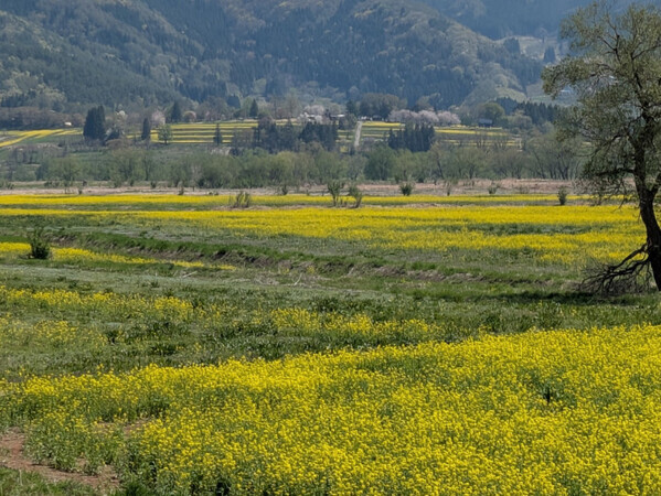 長野県飯山市の【いいやま菜の花まつり】GWに菜の花で癒されるひと時を♡