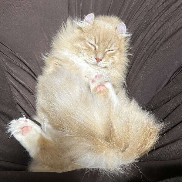 おやおや？しっぽが掛け布団になっちゃってませんか！？