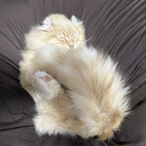 おやおや？しっぽが掛け布団になっちゃってませんか！？