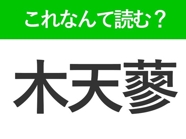 【木天蓼】はなんて読む？猫が大好きな植物の名前！