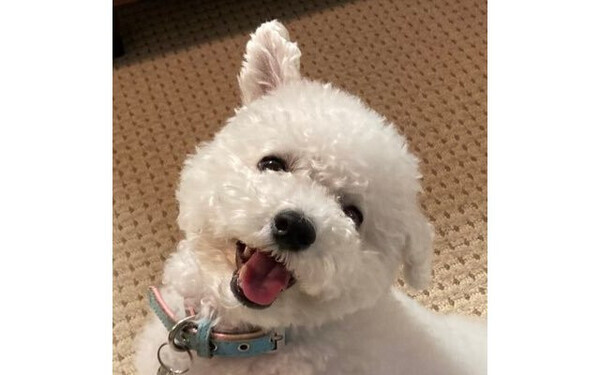 ピンと立ったお耳がかわいい♡セルフで旗揚げしちゃうワンコ